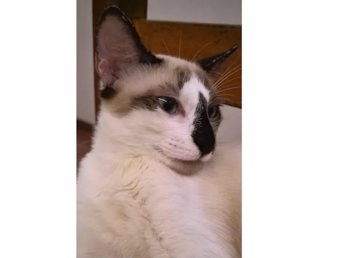 Gato raça SRD-ViraLata idade 7 a 11 meses nome Tico