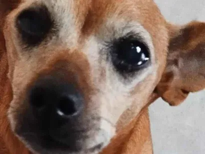 Cachorro raça Pinscher idade 6 ou mais anos nome Chulica