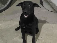 Cachorro raça SRD-ViraLata idade 1 ano nome Moreno