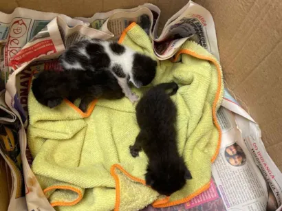 Gato raça SRD-ViraLata idade Abaixo de 2 meses nome 3 gatinhos