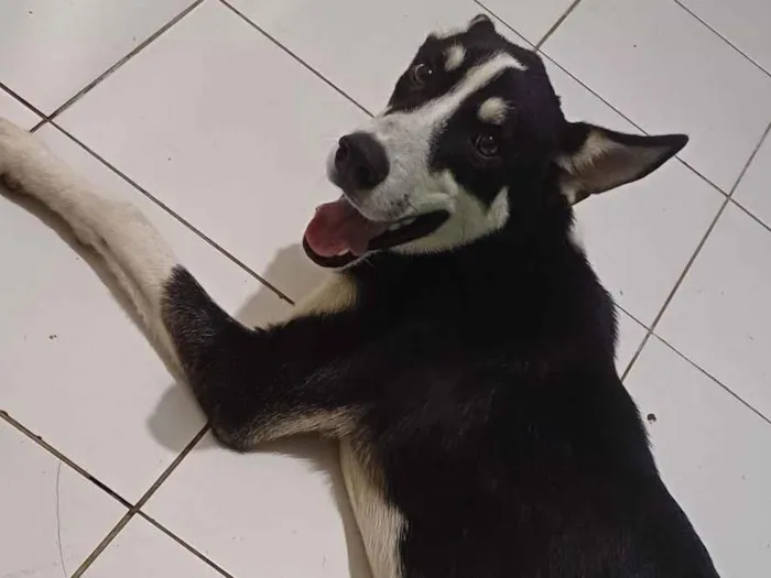 Cachorro raça Pastor Alemão idade 1 ano nome Blú