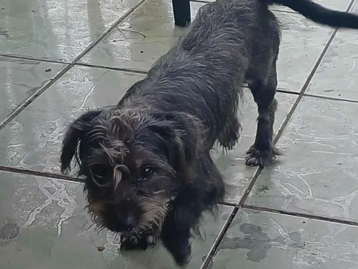 Cachorro raça Shnauzer idade 1 ano nome Rico