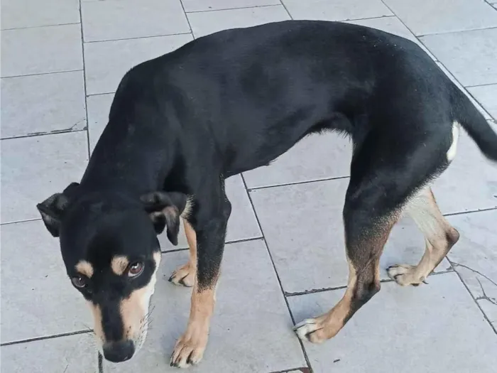 Cachorro raça SRD-ViraLata idade 7 a 11 meses nome Mel 