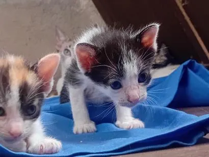 Gato raça SRD-ViraLata idade Abaixo de 2 meses nome Você escolhe