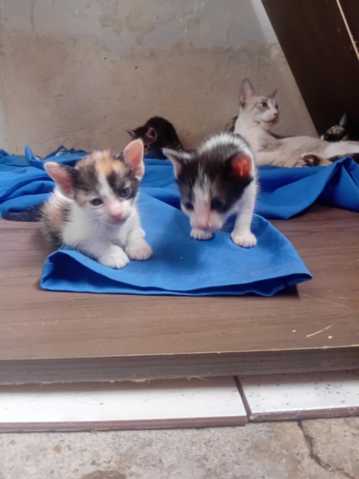 Gato raça SRD-ViraLata idade Abaixo de 2 meses nome Você escolhe