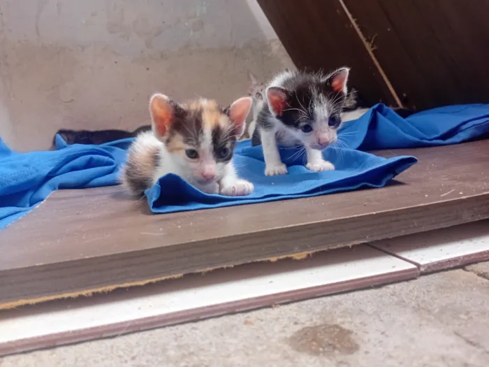 Gato raça SRD-ViraLata idade Abaixo de 2 meses nome Você escolhe