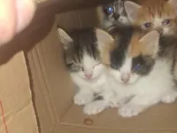 Gato raça SRD-ViraLata idade 2 a 6 meses nome Sn