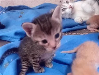 Gato raça SRD-ViraLata idade Abaixo de 2 meses nome Mia, lia, e suna