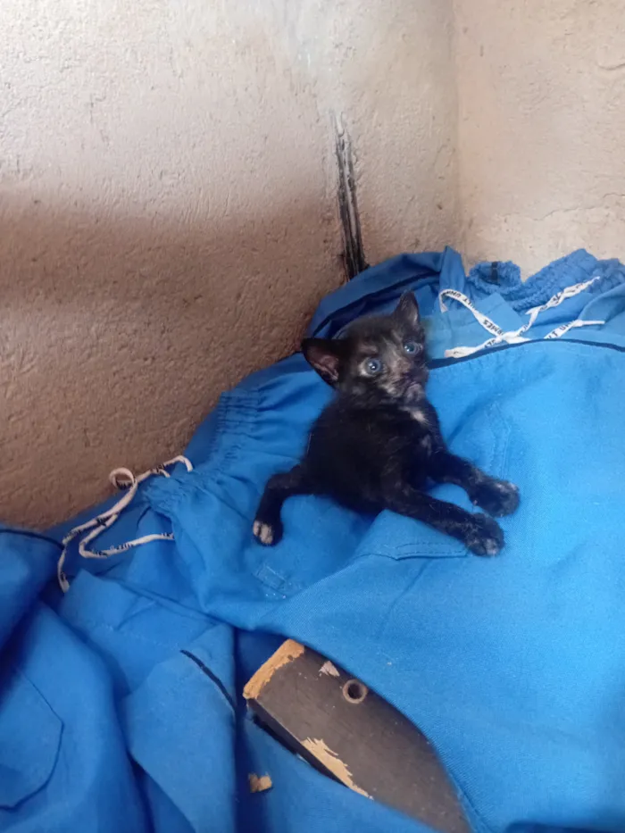 Gato raça SRD-ViraLata idade Abaixo de 2 meses nome Mia, lia, e suna