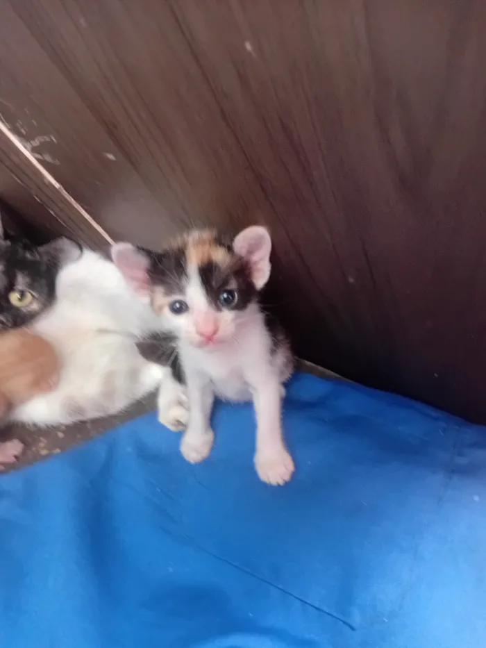 Gato raça SRD-ViraLata idade Abaixo de 2 meses nome Mia, lia, e suna