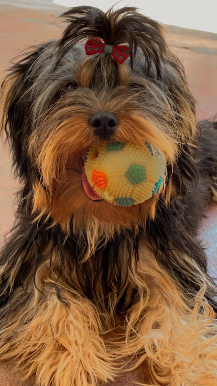 Cachorro raça Yorkshire idade 5 anos nome Lya 