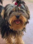 Cachorro raça Yorkshire idade 5 anos nome Lya 