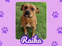 Cachorro raça Boxer idade 1 ano nome Raika