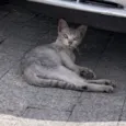 Gato raça SRD-ViraLata idade 2 a 6 meses nome SEM NOME