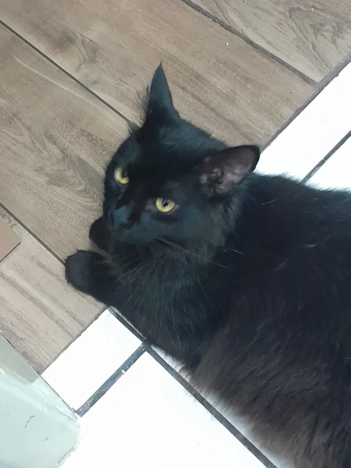 Gato raça SRD-ViraLata idade 2 anos nome Baltazar