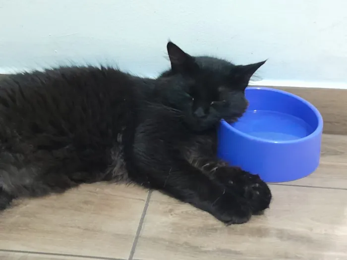 Gato raça SRD-ViraLata idade 2 anos nome Baltazar