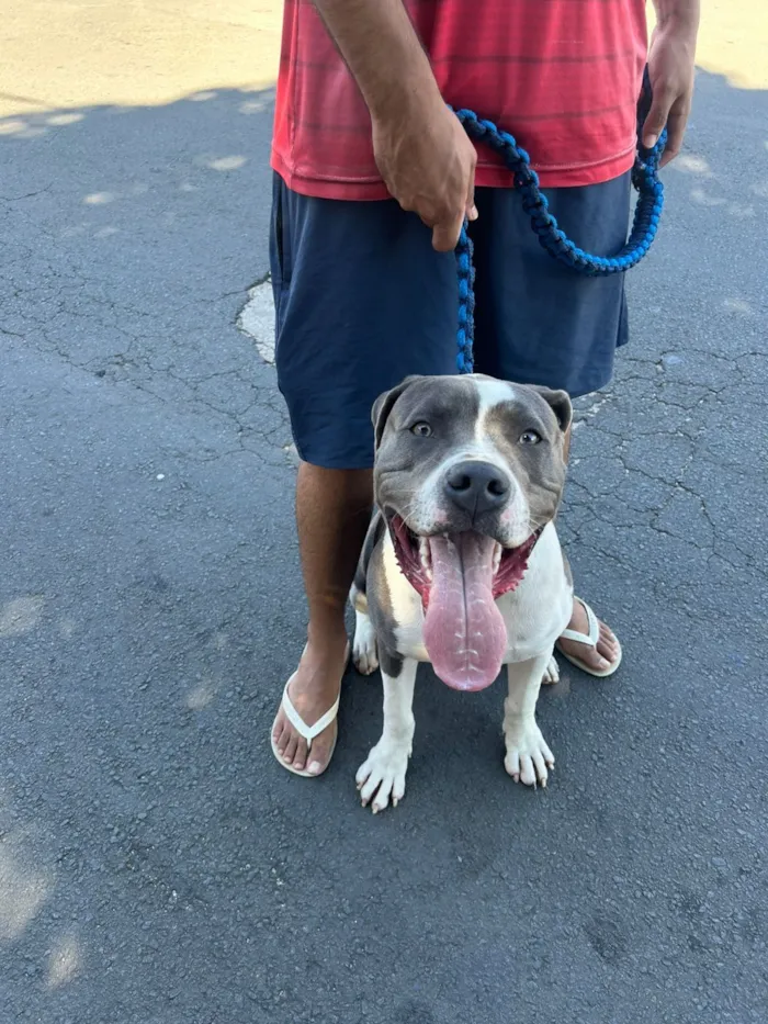 Cachorro raça Pit-Bull idade 7 a 11 meses nome Luck