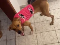 Cachorro raça SRD-ViraLata idade 7 a 11 meses nome Luna 