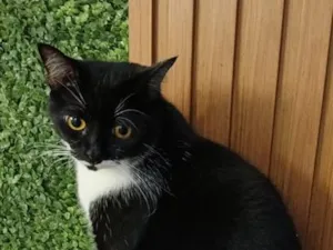 Gato raça SRD-ViraLata idade 4 anos nome Meul