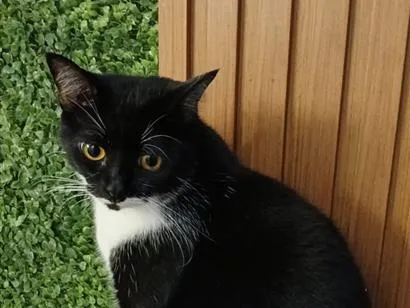 Gato raça SRD-ViraLata idade 4 anos nome Meul