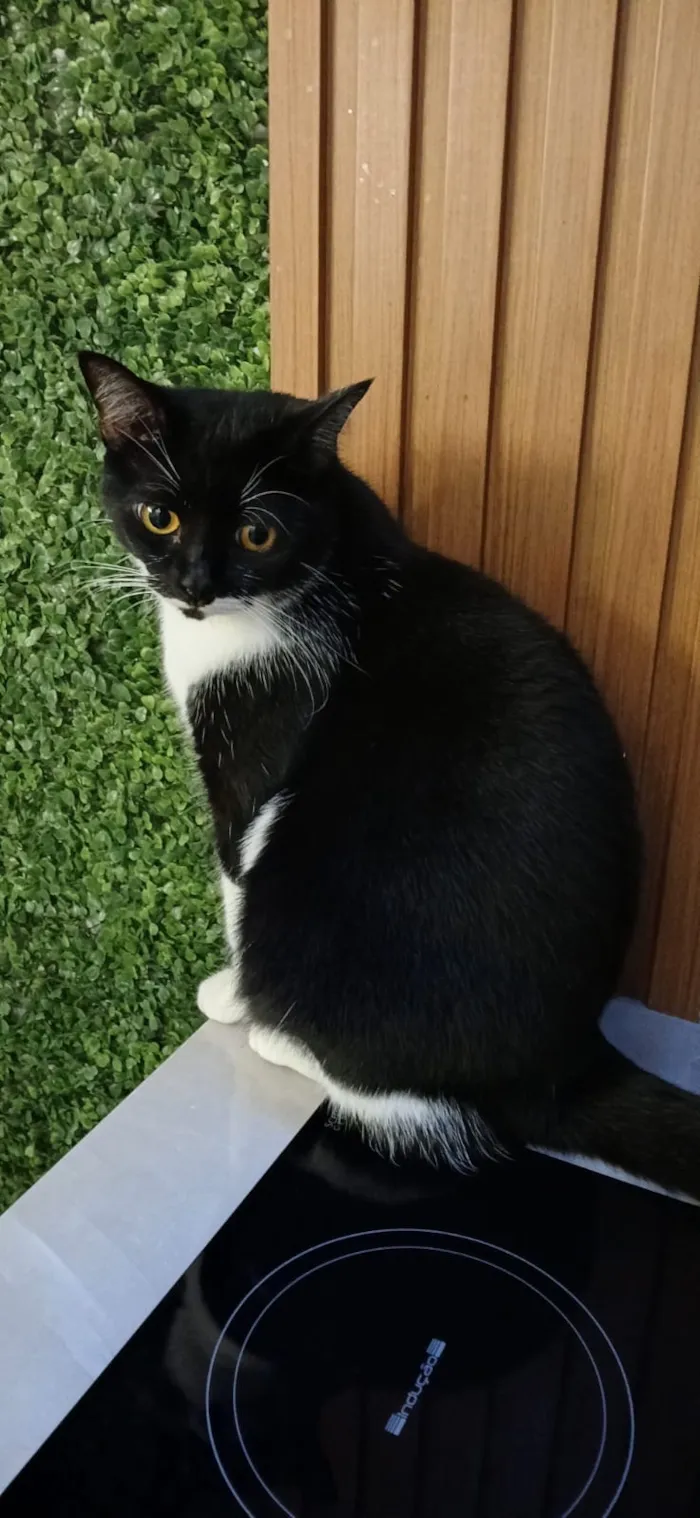 Gato raça SRD-ViraLata idade 4 anos nome Meul