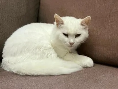 Gato raça Angorá idade 6 ou mais anos nome Juba