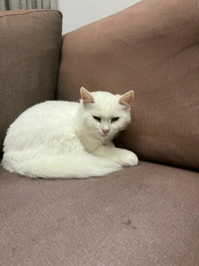 Gato raça Angorá idade 6 ou mais anos nome Juba