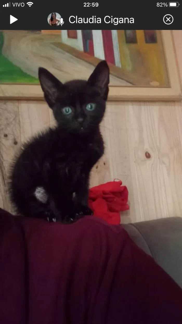 Gato raça SRD-ViraLata idade 2 a 6 meses nome Sem nome 