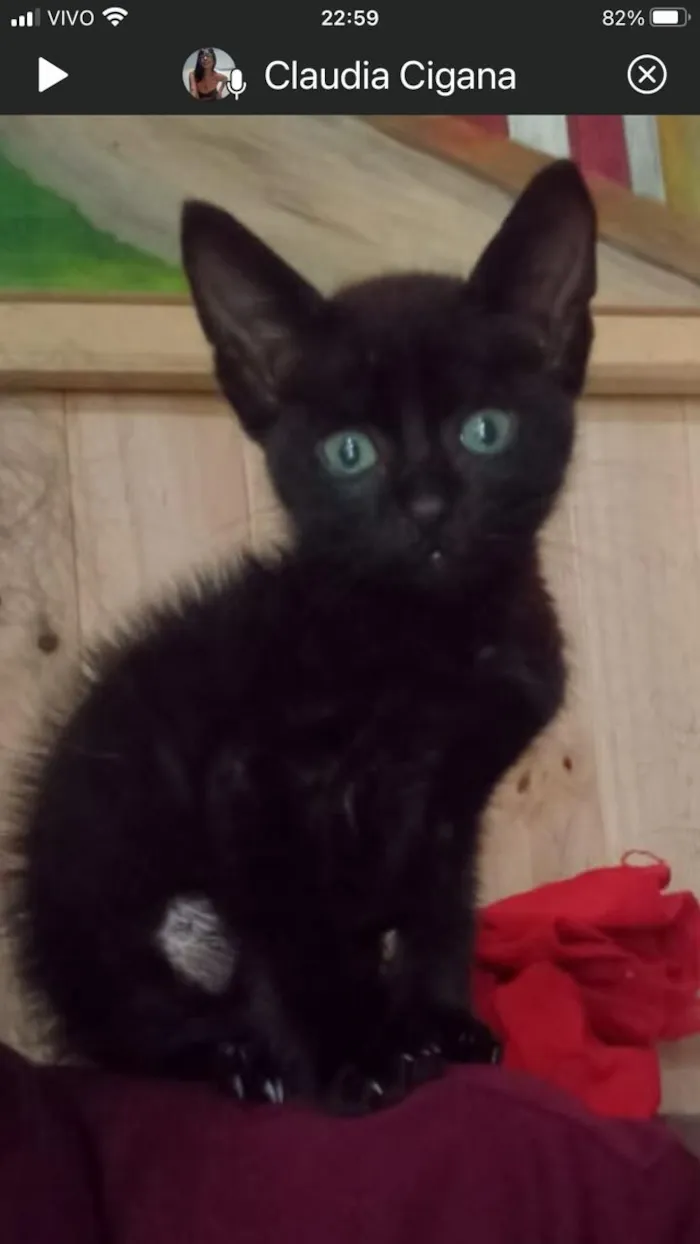 Gato raça SRD-ViraLata idade 2 a 6 meses nome Sem nome 