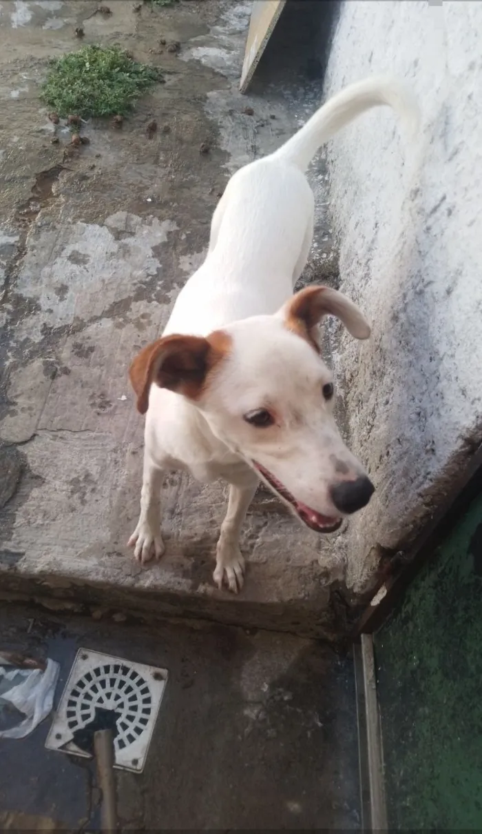 Cachorro raça SRD-ViraLata idade 7 a 11 meses nome Pipoca 
