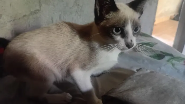 Gato raça Siamês idade 2 a 6 meses nome Samantha Estefany Silva Silva