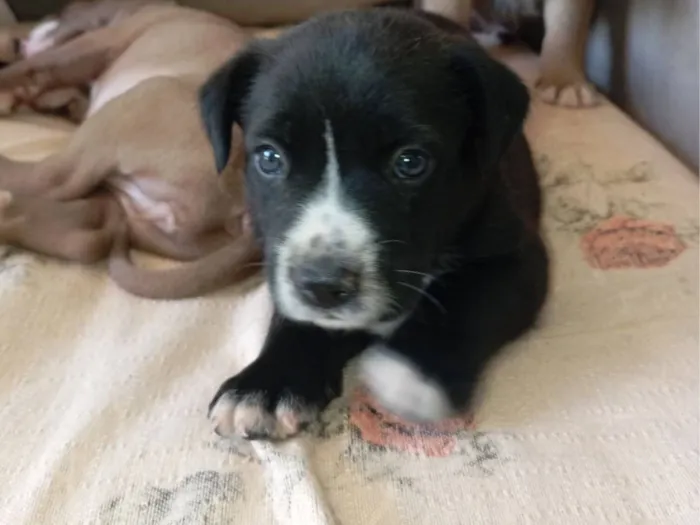 Cachorro raça SRD-ViraLata idade Abaixo de 2 meses nome Não tem 