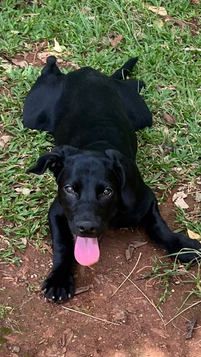 Cachorro raça SRD-ViraLata idade 7 a 11 meses nome Otávio 