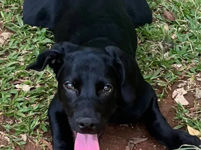 Cachorro raça SRD-ViraLata idade 7 a 11 meses nome Otávio 