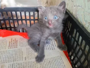 Gato raça SRD-ViraLata idade Abaixo de 2 meses nome Francisco 