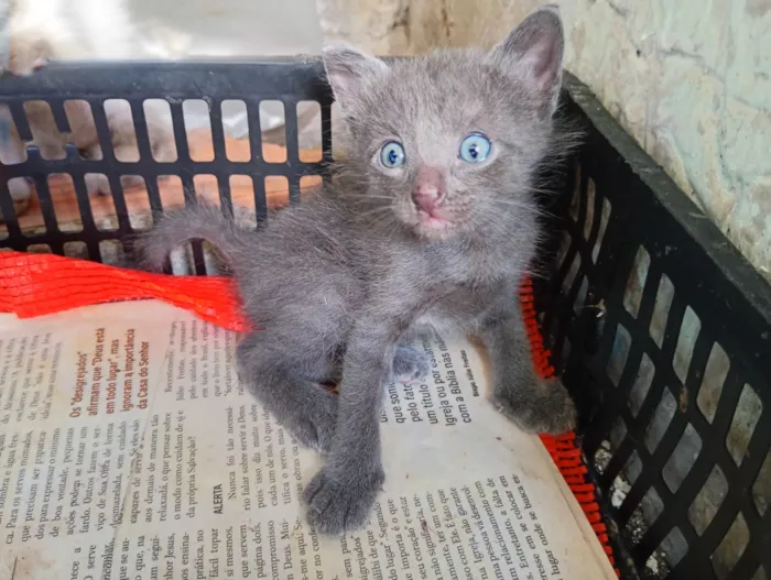 Gato raça SRD-ViraLata idade Abaixo de 2 meses nome Francisco 