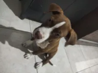 Cachorro raça Pit-Bull idade 2 a 6 meses nome LUCAS CARVALHO OLIVEIRA