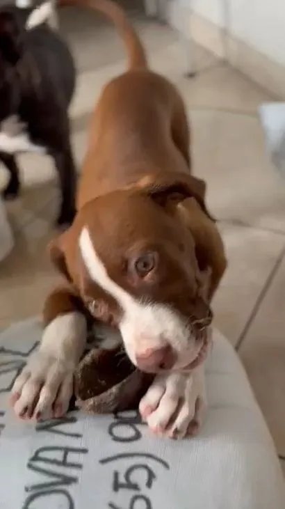 Cachorro raça Pit-Bull idade 2 a 6 meses nome LUCAS CARVALHO OLIVEIRA