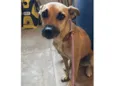 Cachorro raça SRD-ViraLata idade 2 anos nome Paula