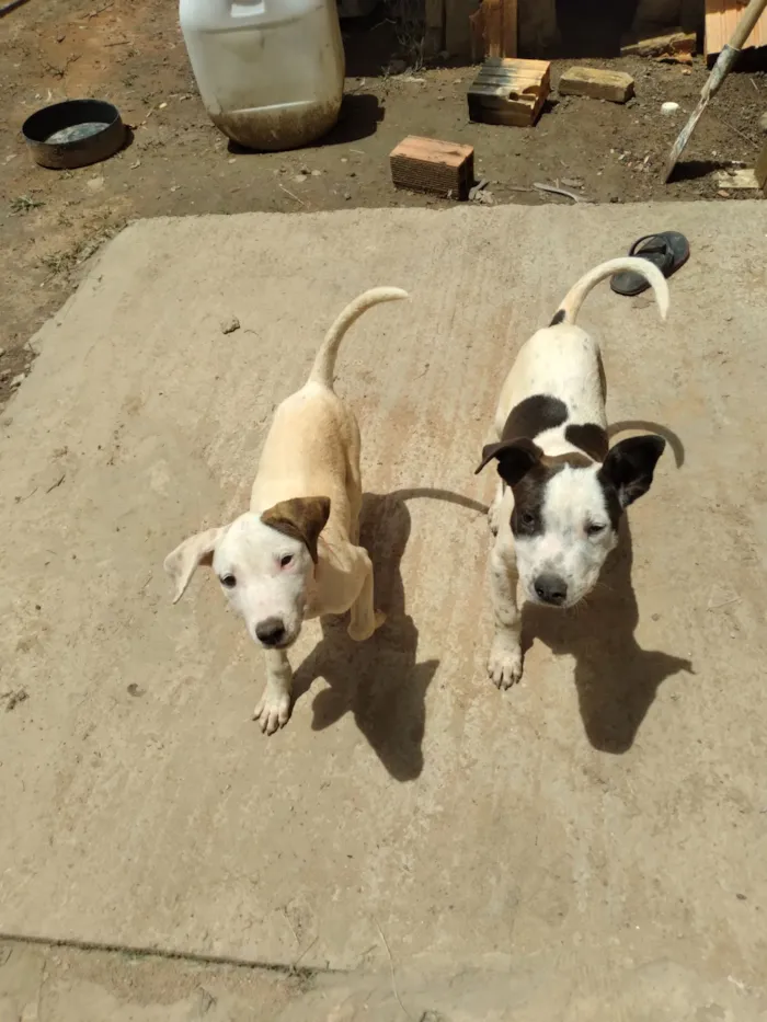 Cachorro raça Pit-Bull idade Abaixo de 2 meses nome Max Luna blek