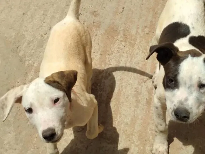 Cachorro raça Pit-Bull idade Abaixo de 2 meses nome Max Luna blek