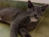 Gato raça SRD-ViraLata idade 2 a 6 meses nome Sem nome