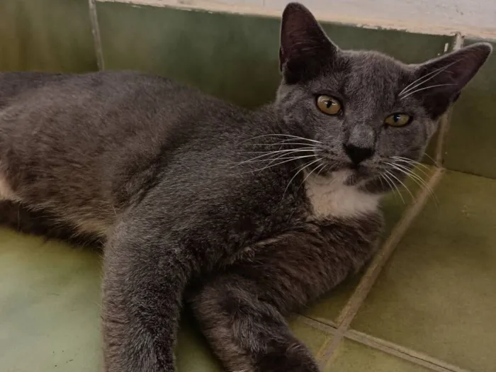 Gato raça SRD-ViraLata idade 2 a 6 meses nome Sem nome