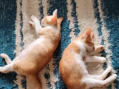 Gato raça SRD-ViraLata idade 2 a 6 meses nome Sn