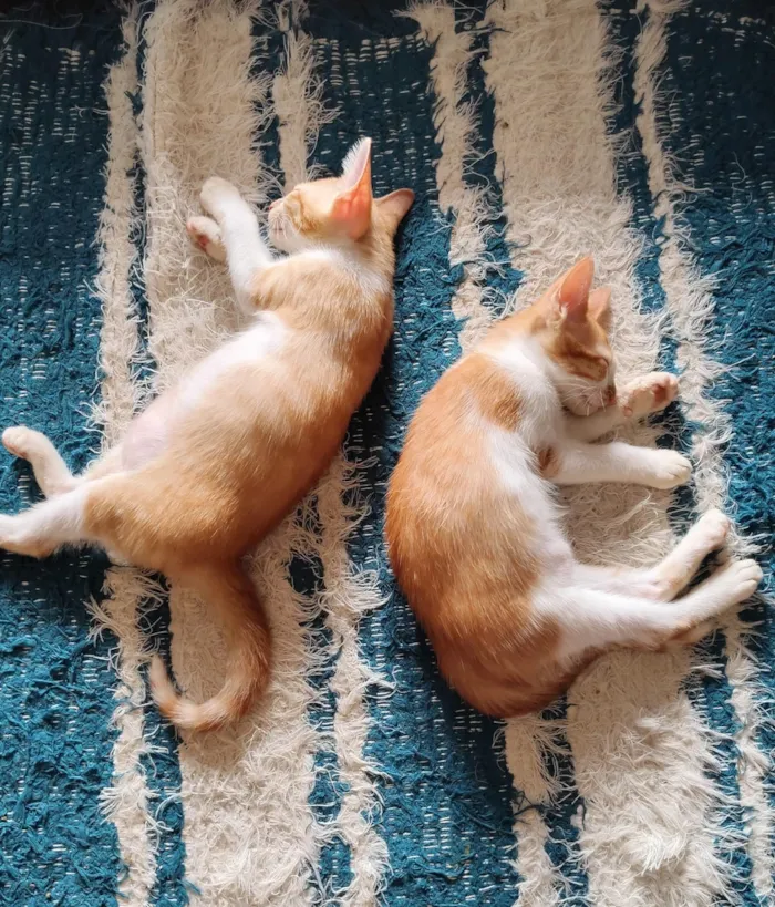 Gato raça SRD-ViraLata idade 2 a 6 meses nome Sn