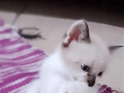 Gato raça SRD-ViraLata idade 2 a 6 meses nome Nick e Marrie