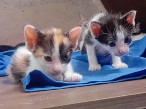 Gato raça SRD-ViraLata idade Abaixo de 2 meses nome Você escolhe