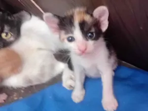 Gato raça SRD-ViraLata idade Abaixo de 2 meses nome Mia, lia, e suna