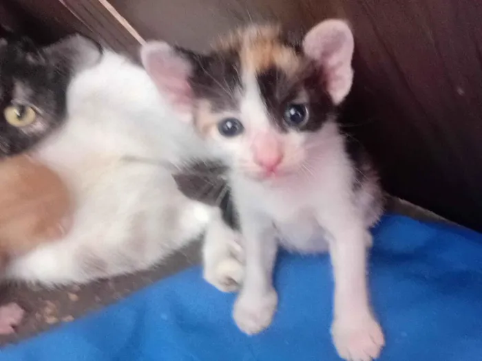 Gato raça SRD-ViraLata idade Abaixo de 2 meses nome Mia, lia, e suna