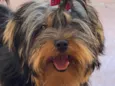 Cachorro raça Yorkshire idade 5 anos nome Lya 